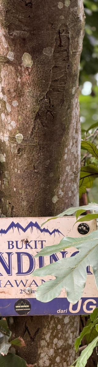 Bukit Dinding — hiker photo 2