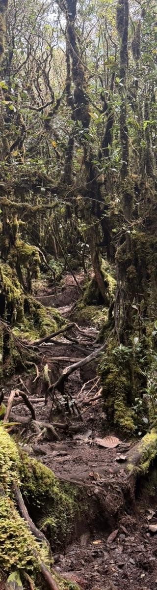 Gunung Yong Belar — hiker photo 1